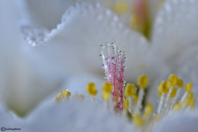 Helleborus niger