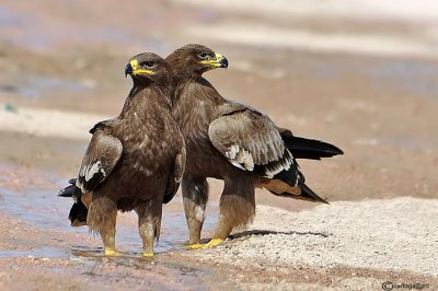 Aquila delle steppe (Aquila nipalensis)