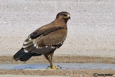 Aquila anatraia minore-Lesser Spotted Eagle (Aquila pomarina)