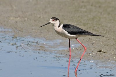 Cavaliere d'Italia-Black-winged Stilt  (Himantopus himantopus)