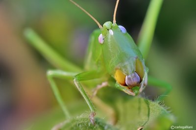 Ortotteri- Orthoptera