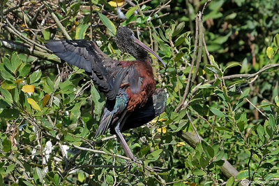 Mignattaio -Glossy Ibis (Plegadis falcinellus)