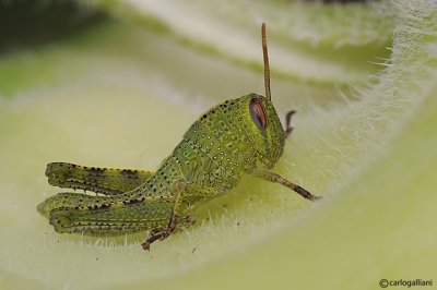 Anacridium aegyptum