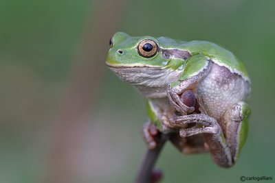 Raganella italiana-Italian Tree Frog   (Hy!a intermedia)