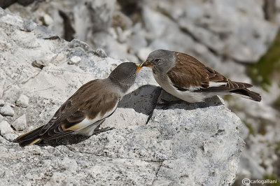 Fringuello alpino -White-winged Snowfinch (Montifringilla nivalis)