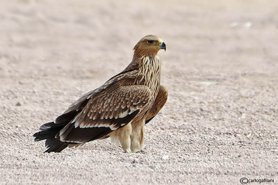 Aquila imperiale -Imperial Eagle (Aquila heliaca)