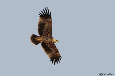 Aquila imperiale -Imperial Eagle (Aquila heliaca)