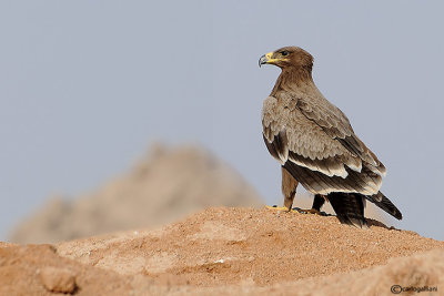 Aquila delle steppe (Aquila nipalensis)