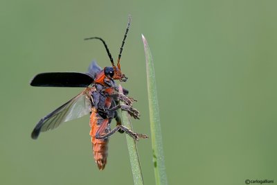 Coleotteri- Coleoptera