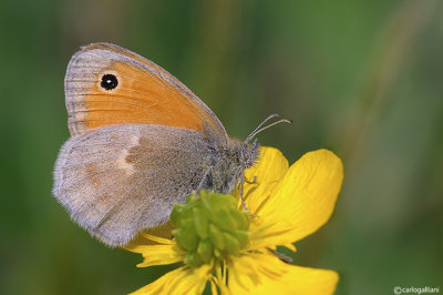 Coenonympha pamphilus