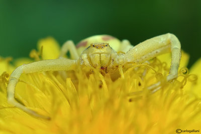 Ragni-  Araneae - Spiders
