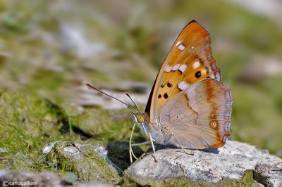 Apatura ilia