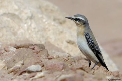 Culbianco	-Northern Wheatear(Oenanthe oenanthe)	