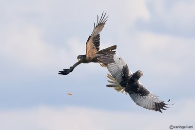 Nibbio bruno (Milvus migrans) & Falco di palude (Circus aeruginosus)
