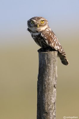 Civetta-Little Owl  (Athene noctua)