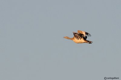 Otarda-Great Bustard (Otis tarda)