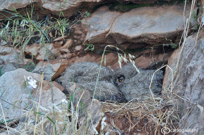 Gufo reale-Eurasian Eagle Owl (Bubo bubo)