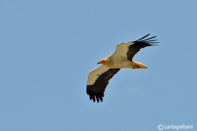 Capovaccaio (Neophron percnopterus)