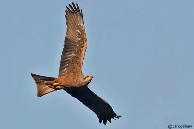 Nibbio bruno-Black Kite (Milvus migrans)