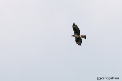 Aquila di Bonelli -Bonelli's Eagle (Aquila fasciata)