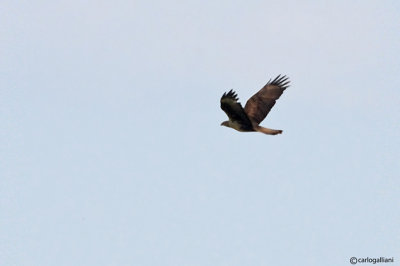 Aquila di Bonelli (Aquila fasciata)