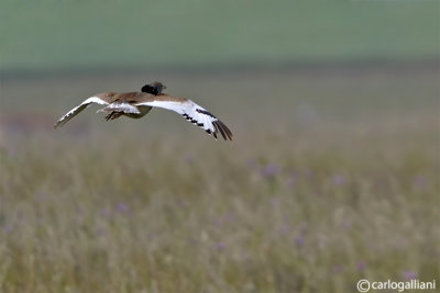 Gallina prataiola-Little Bustard  (Tetrax tetrax)