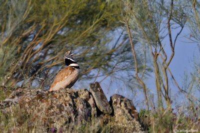 Gallina prataiola-Little Bustard  (Tetrax tetrax)