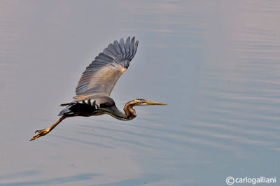 Airone rosso-Purple Heron  (Ardea purpurea)