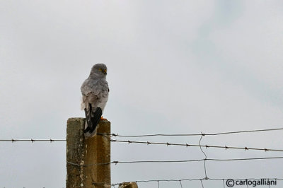 Albanella minore-Montagu's Harrier (Circus pygargus)