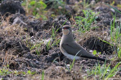 Pernice di mare-Collared Pratincole  (Glareola pratincola)