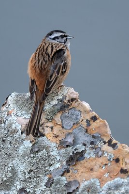 Zigolo muciatto- Rock Bunting (Emberiza cia)