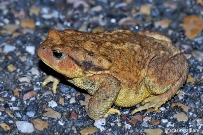 Rospo comune- Common Toad (Bufo bufo)