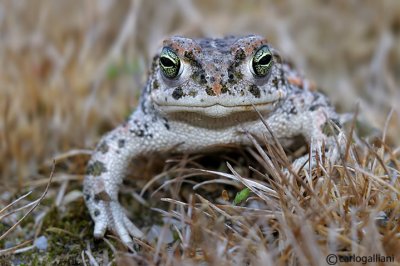 Rospo calamita-Natterjack Toad  (Bufo calamita)