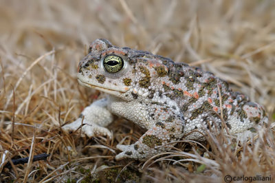 Rospo calamita-Natterjack Toad  (Bufo calamita)