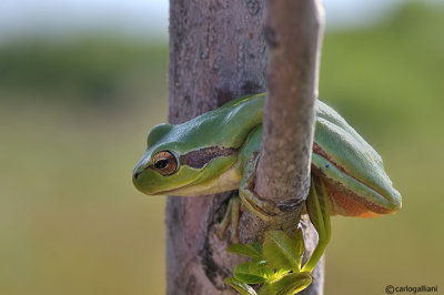 Raganella mediterranea-Mediterranean Treefrog  (Hyla meridionalis)