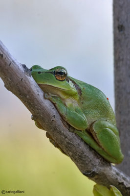 Raganella mediterranea-Mediterranean Treefrog  (Hyla meridionalis)