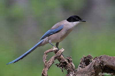 Gazza aliazzurre (Cyanopica cyana)