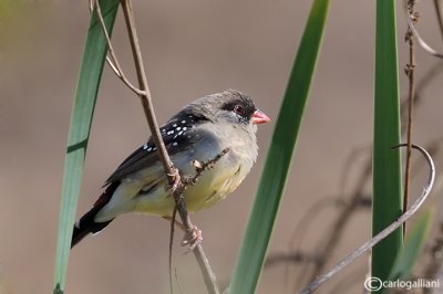 Bengalino-Red Avadavat(Amandava amandava)