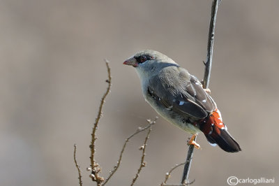 Bengalino-Red Avadavat(Amandava amandava)