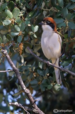 Averla capirossa- Woodchat Shrike(Lanius senator)