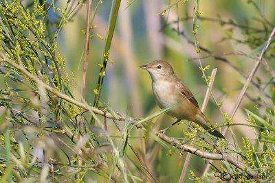 Salciaiola-Savis Warbler (Locustella luscinioides)