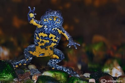 # Bombina appeninica-Appenine Yellow-bellied Toad  (Bombina pachypus )