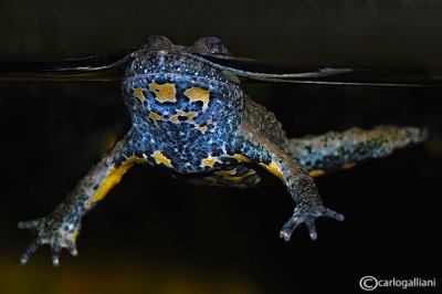 # Bombina appeninica-Appenine Yellow-bellied Toad  (Bombina pachypus )