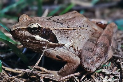 Rana di  lataste-Italian Agile Frog (rana latastei)