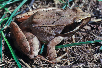 Rana di  lataste-Italian Agile Frog (rana latastei)