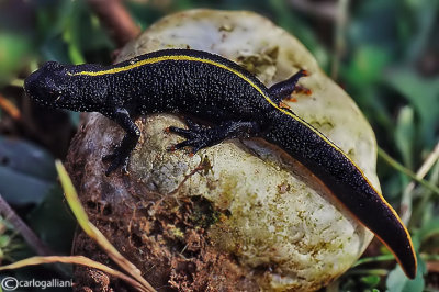 Tritone italiano-Italian Crested Newt (Tritone carniflex)