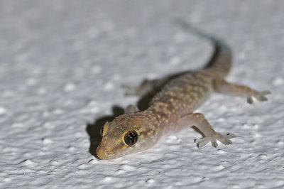 Geco verrucoso-Turkish Gecko  (Hemidactylus turcicus )