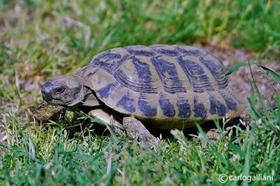 Hermann's Tortoise  (Testudo hermani)