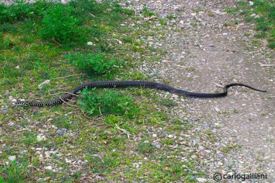 Biacco- Western Whip Snake  (Hierophis viridiflavus )