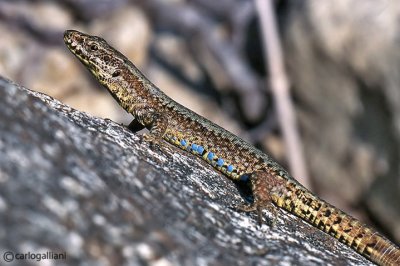 Lucertola muraiola -Common Wall Lizard  (Podarcis muralis)